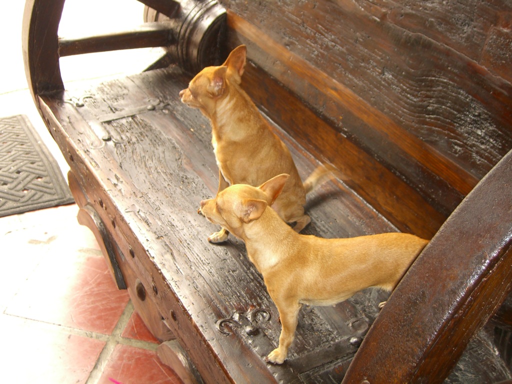 a couple of small dogs are sitting on a bench