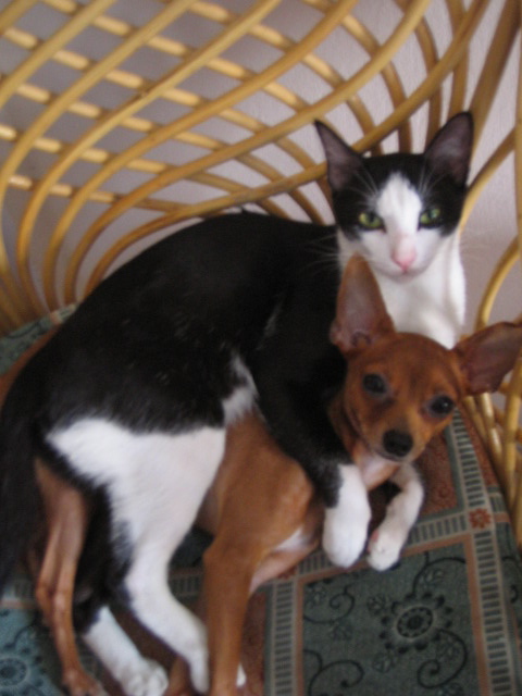 the small dog is sitting beside a cat on the chair