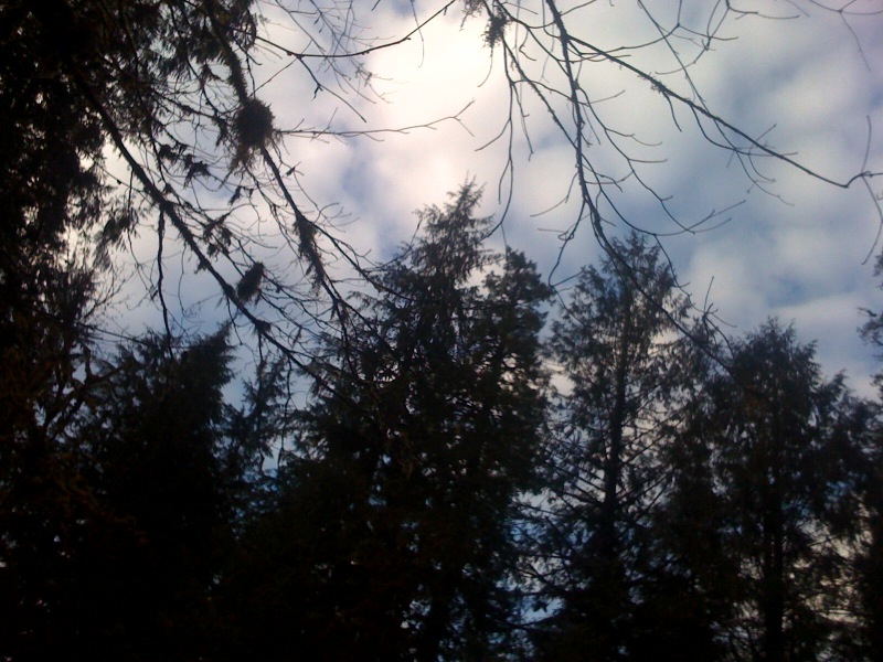 the nches of several trees against a cloudy sky