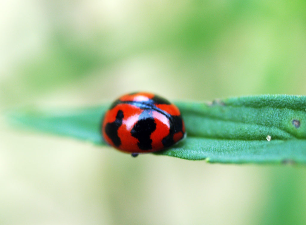 a close - up of a lady bug on a leaf