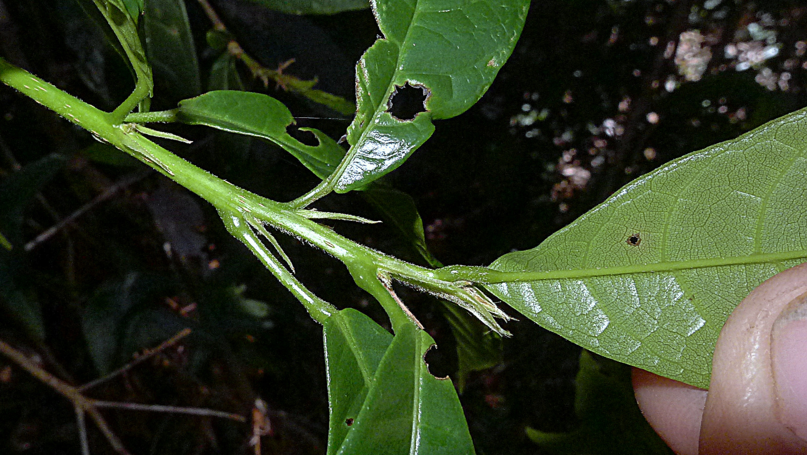 a hand holding green leaf and a bug on it