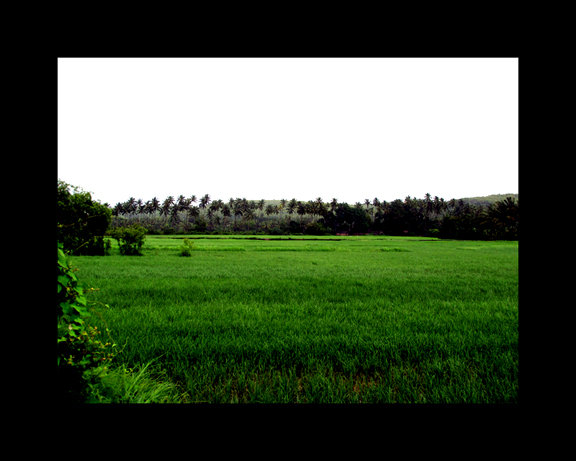 a field in the middle of a countryside