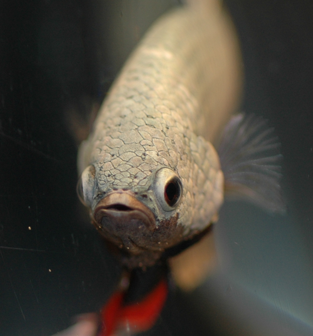 a fish with a red tag in its mouth