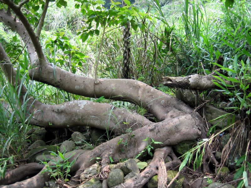 a large tree that has fallen and has very long nches