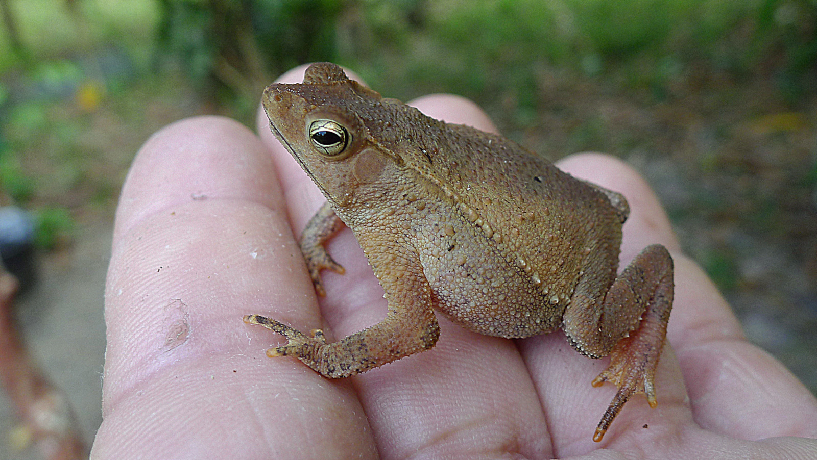 someone is holding a small animal in their hand