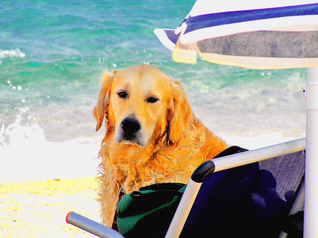 the dog is sitting in the lawn chair under the umbrella