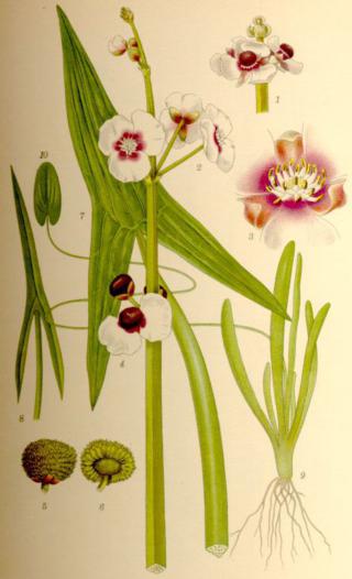 this is a picture of flowers and leaves from an english botanical textbook