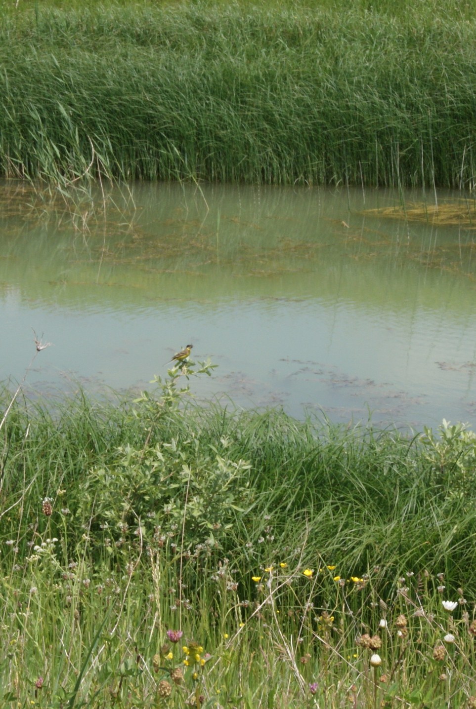 a pond with some weeds on the side of it