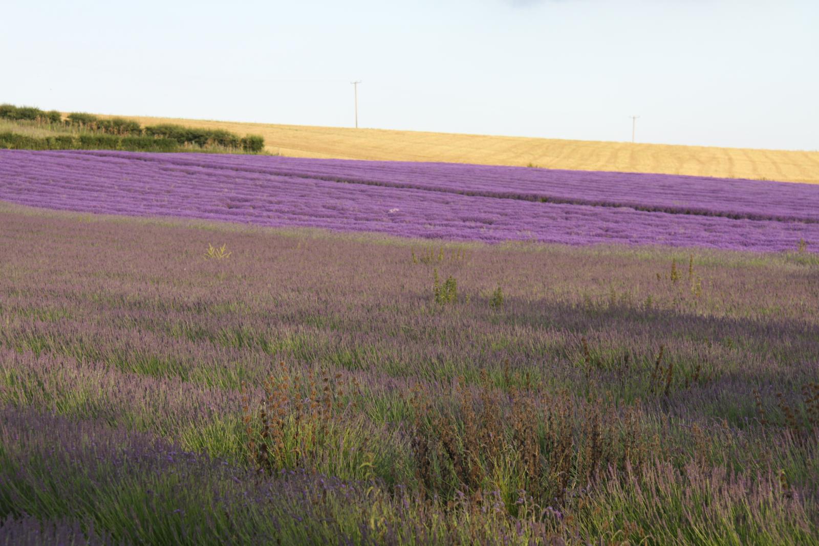 there are many lavender fields in the region