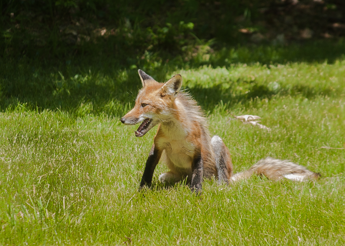 a fox is sitting in the grass while it yawns