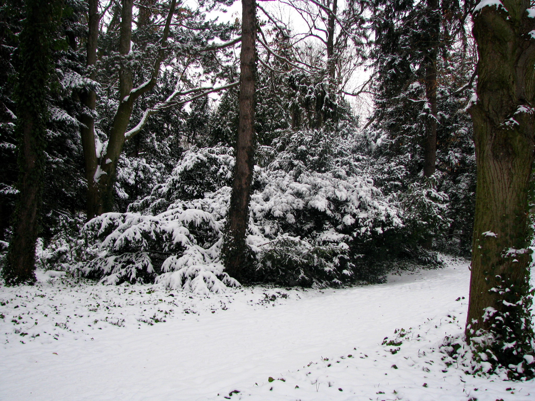 a snow covered path through the forest during winter