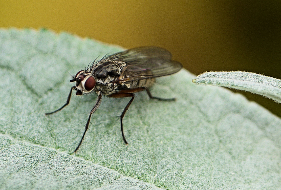 a close - up of a fly on a leaf