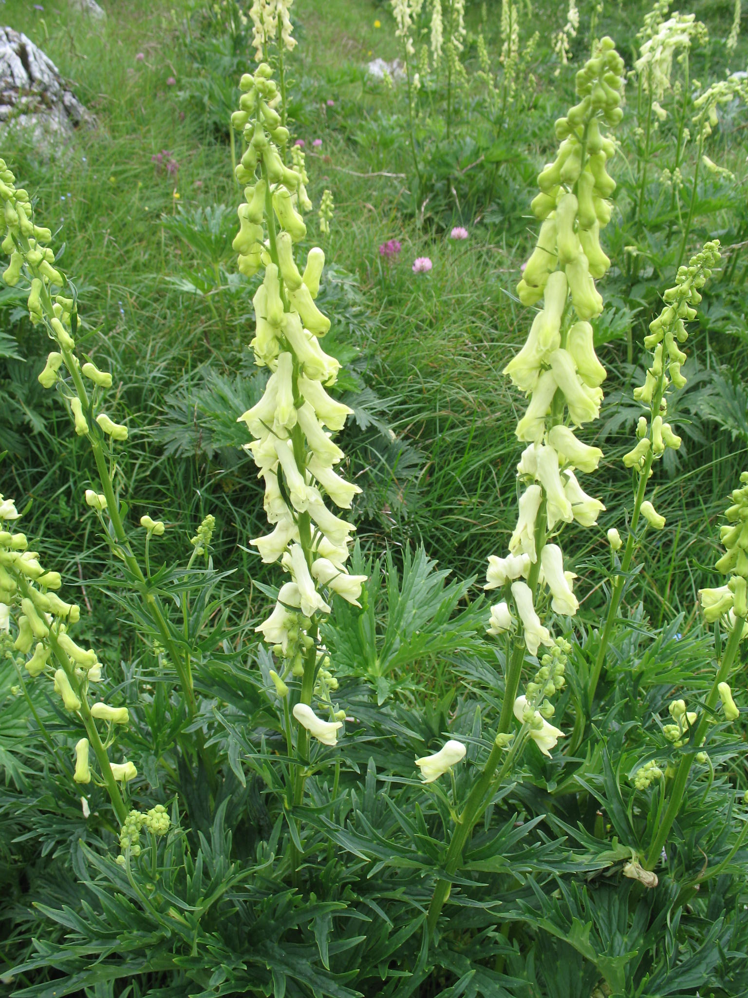 a large group of plants in the middle of green foliage