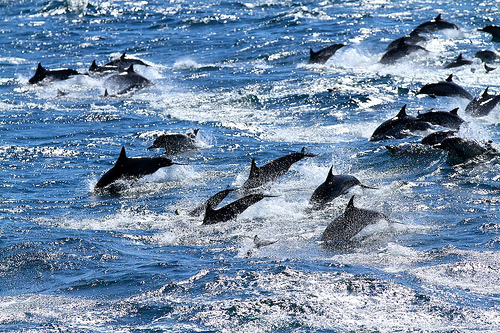 a large group of dolphins are out in the water