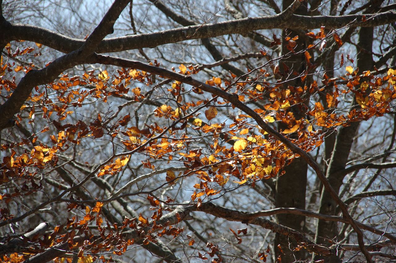 leaves on a tree are changing from yellow to orange