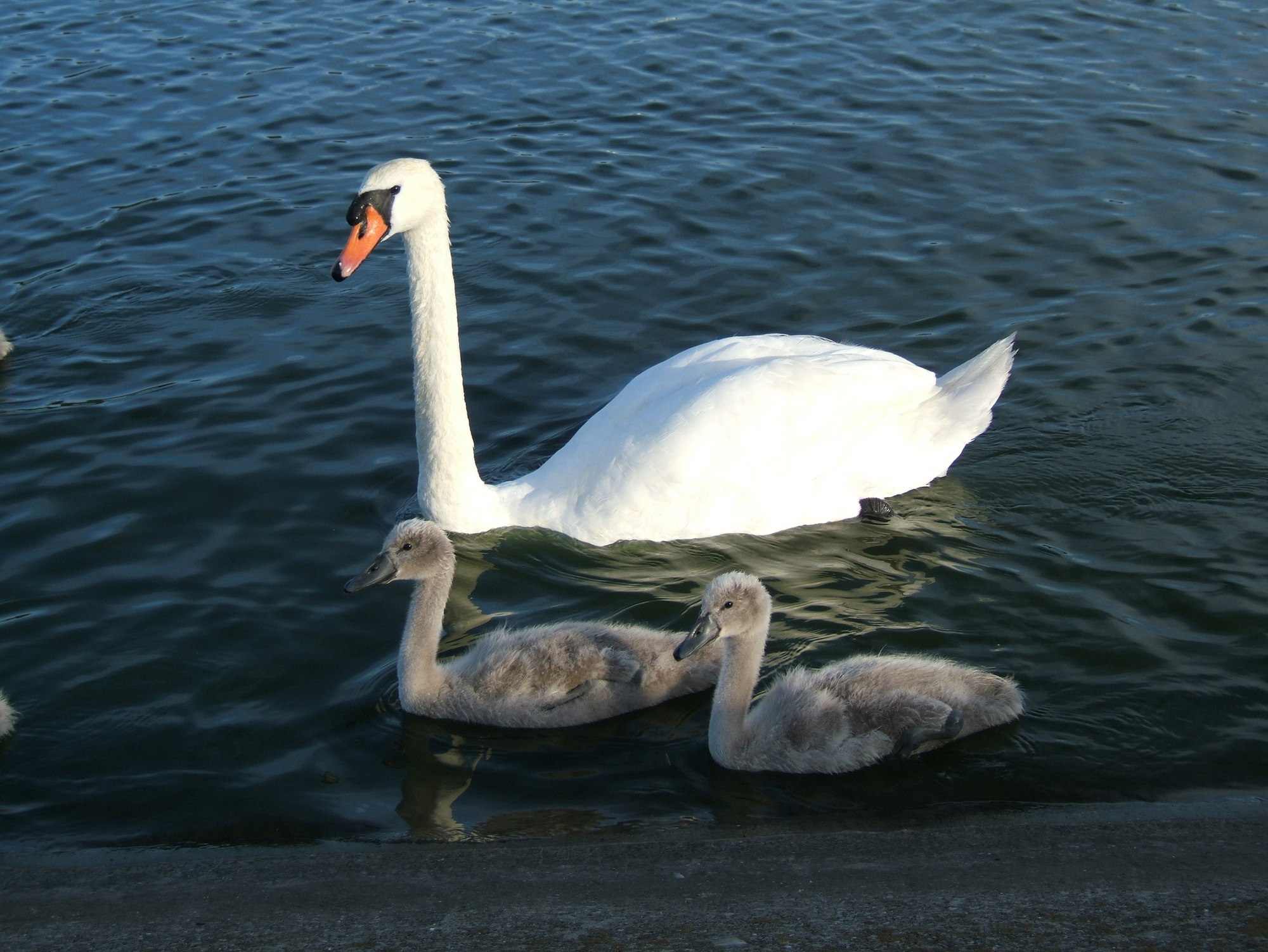 two white swans and three ducklings swimming in water