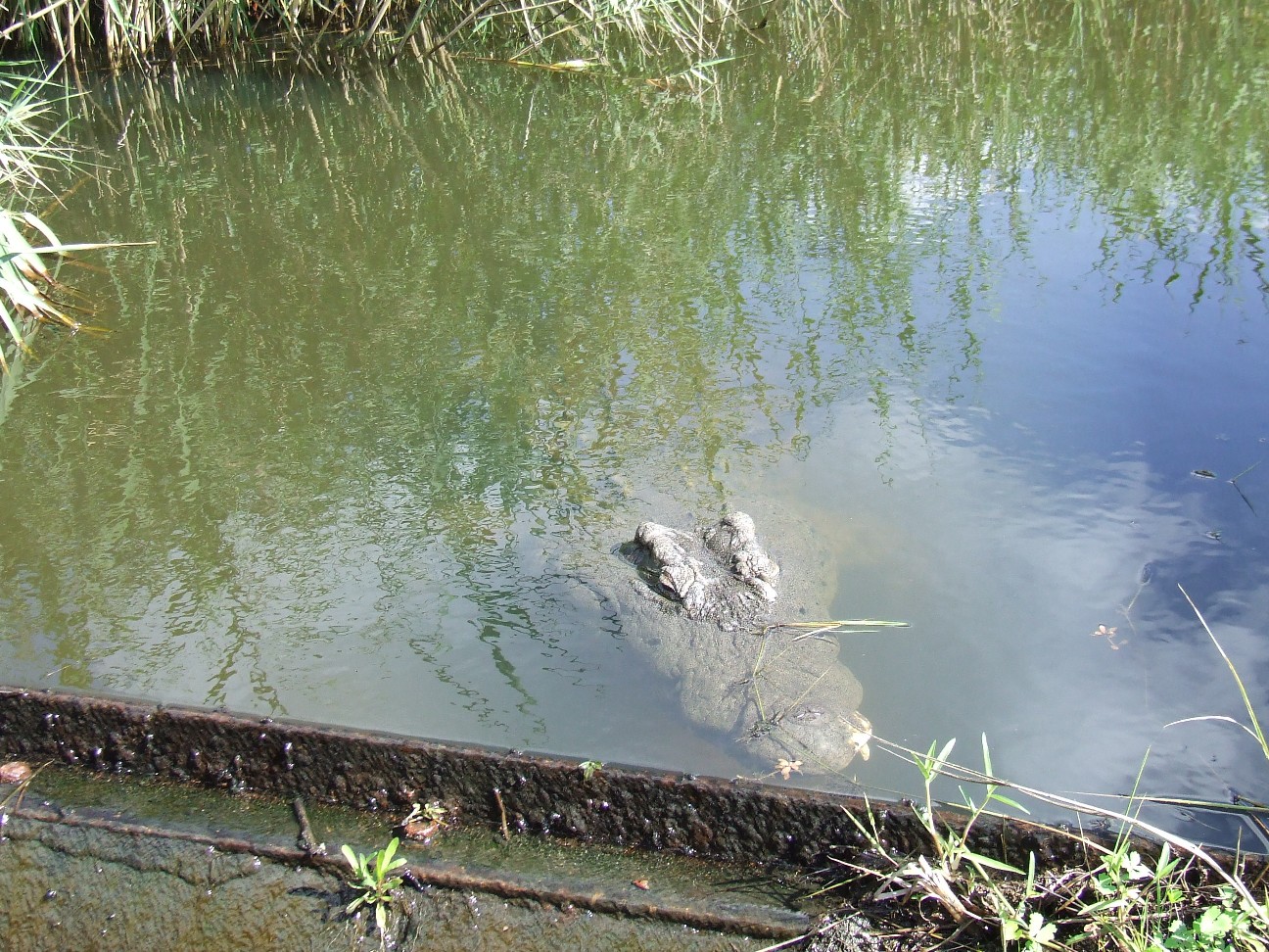 a small alligator is floating in the water