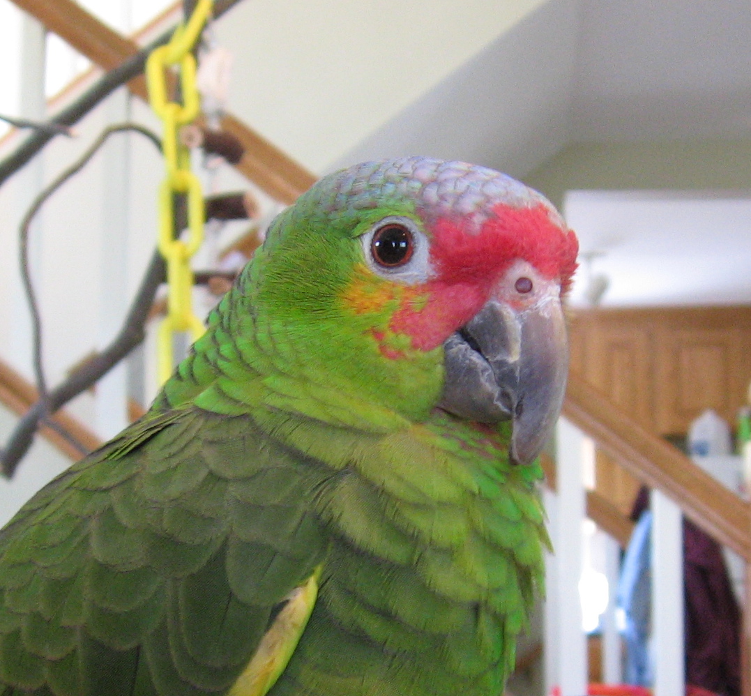 the parrot has bright red feathers with green head