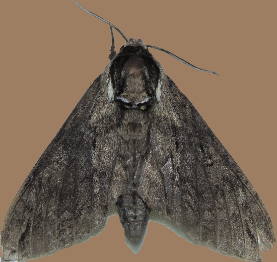 large moth sitting on brown background and brown background