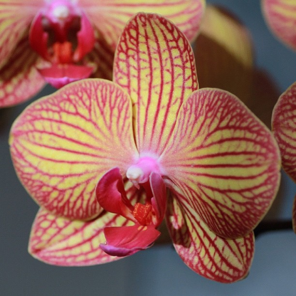 orchids blooming, the bloom is pink with yellow stamen