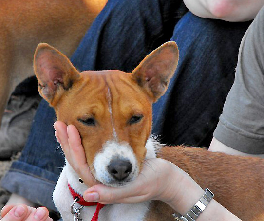 a brown and white dog being held by a persons hand