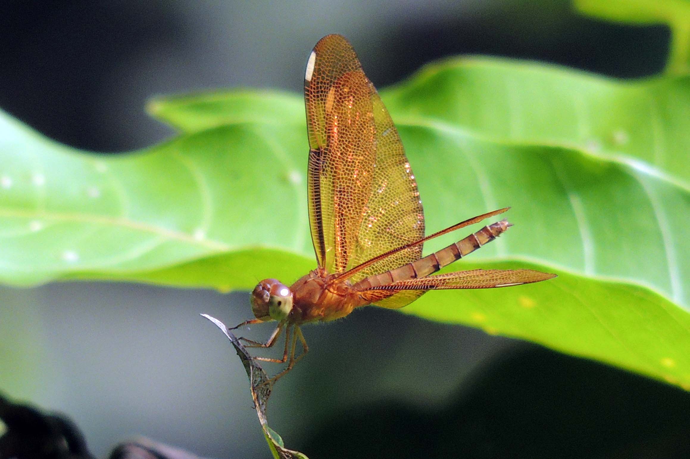 the orange dragonfly is on a green plant