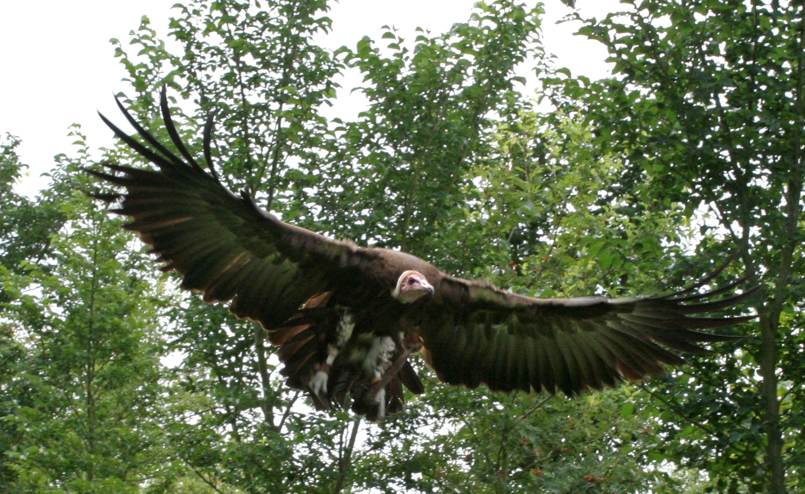 a vulture that is flying over a tree