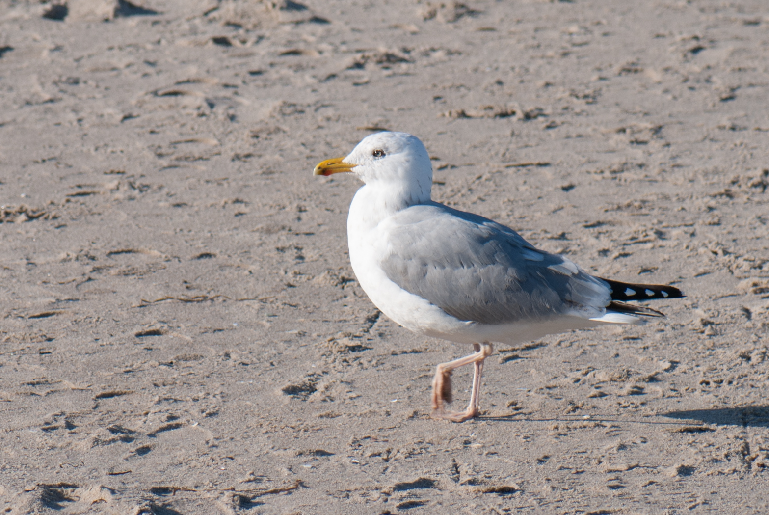 a white bird standing on a sandy beach