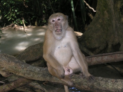 a very cute monkey that is sitting on a tree limb