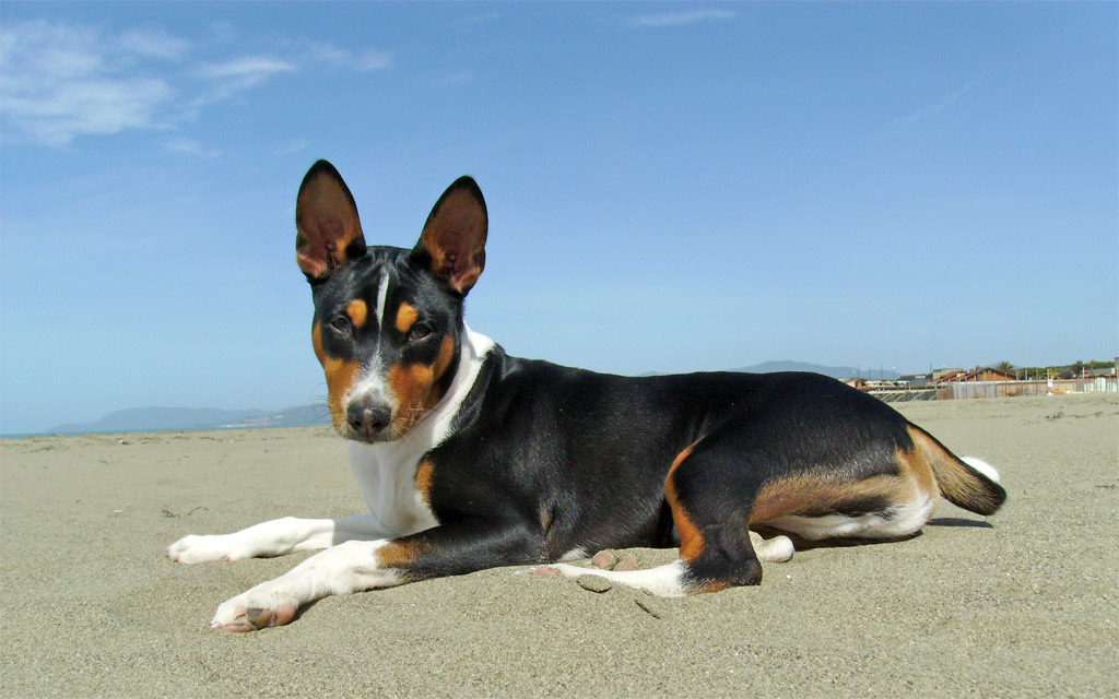 a dog lays in the sand looking at the camera