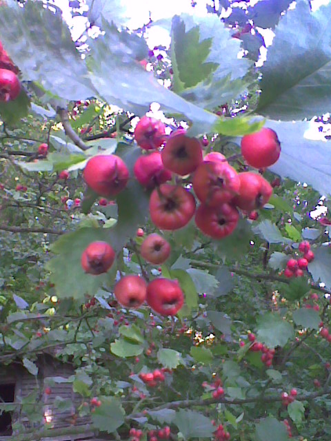 several small apples that are on some trees