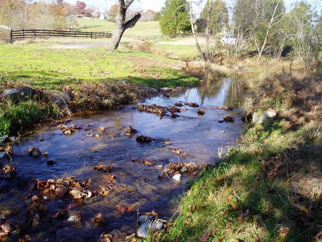 a creek with many ducks and grass on both sides