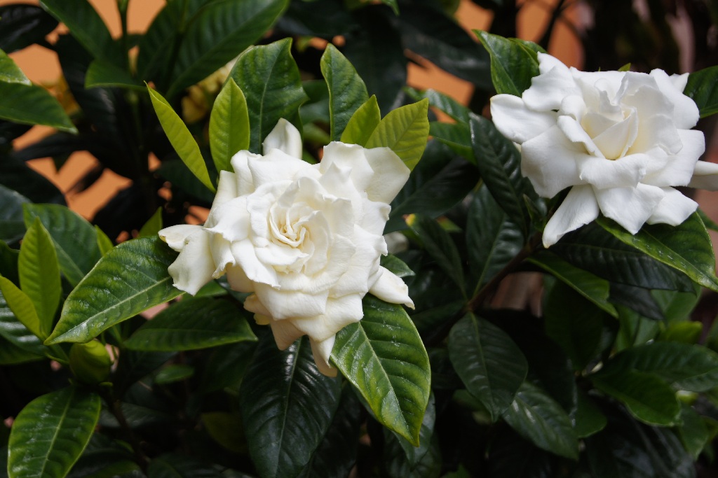 the flower is very white in color and there are many green leaves