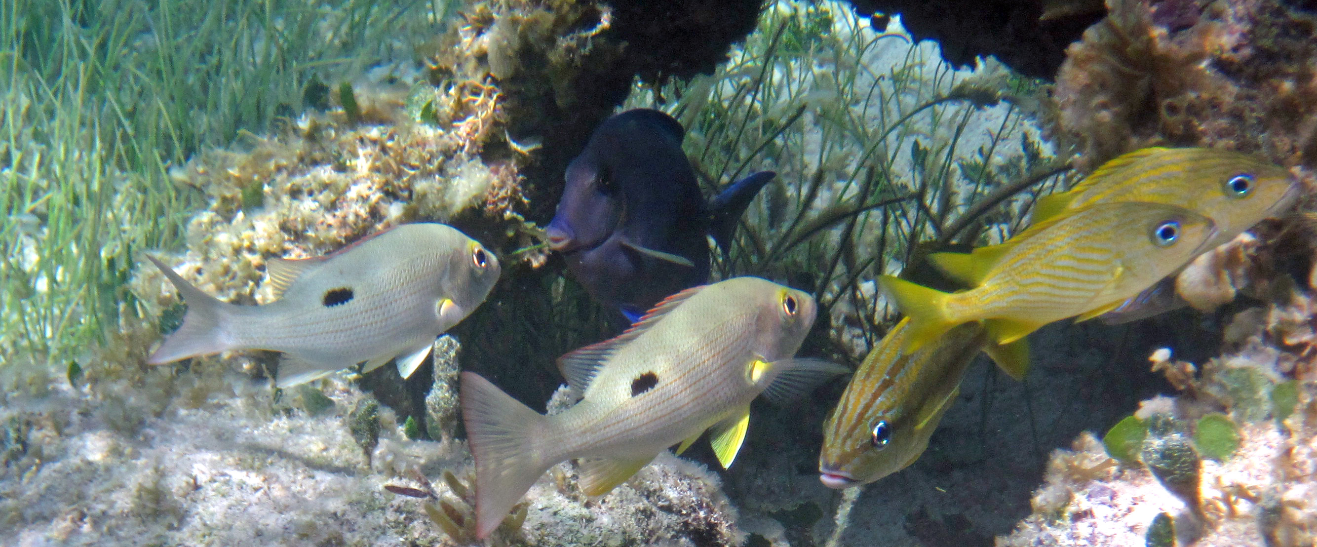 a group of small tropical fish swimming around an coral reef