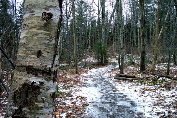 a path in the woods, with snow on the ground