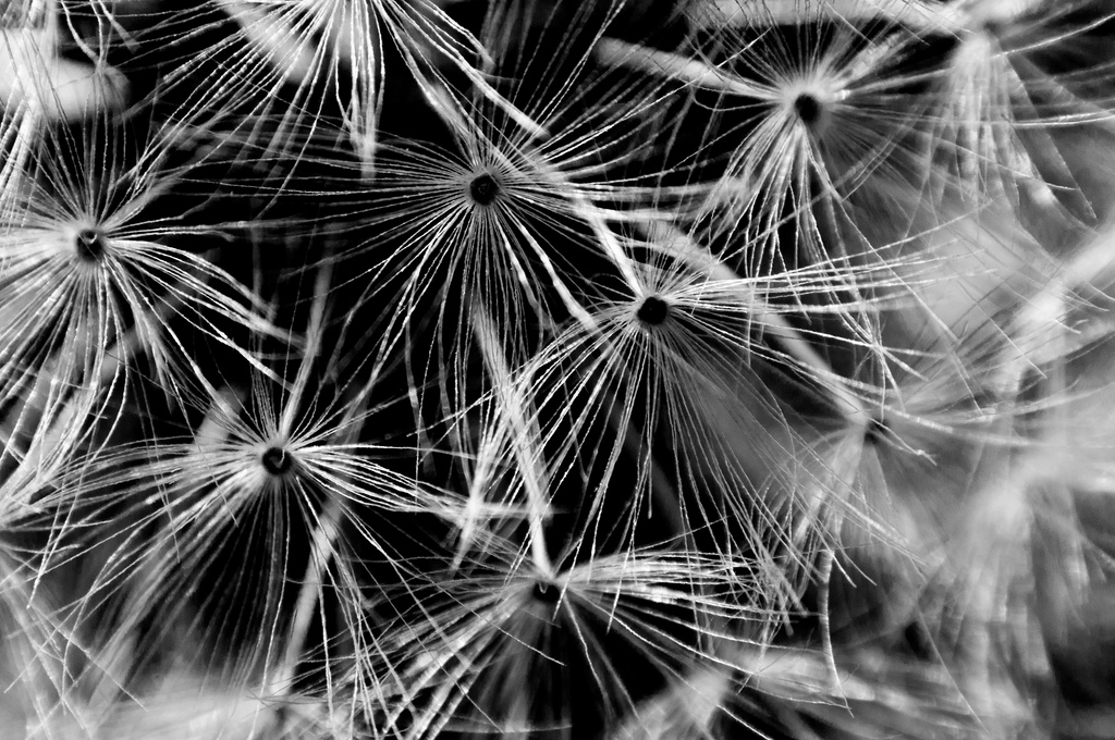 a black and white pograph with dandelions