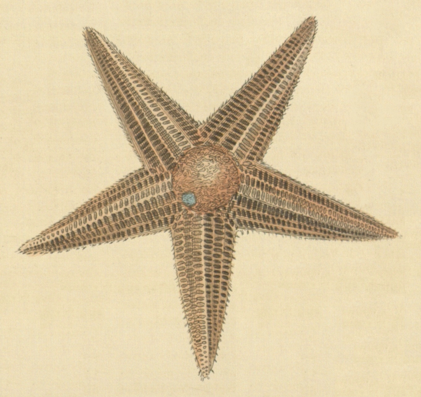a drawing of an intricately patterned star