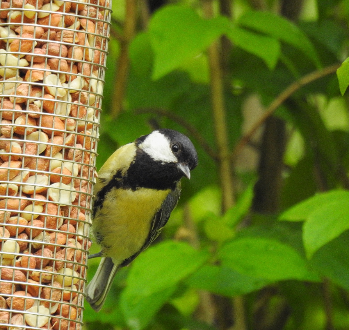 a black and white bird perches on a bird feeder