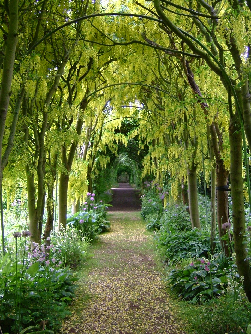an pathway made through some trees with flowers