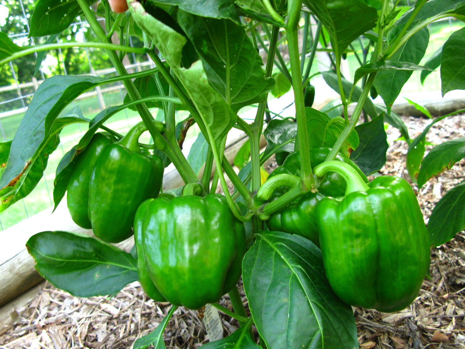 green peppers growing on the vine in the garden