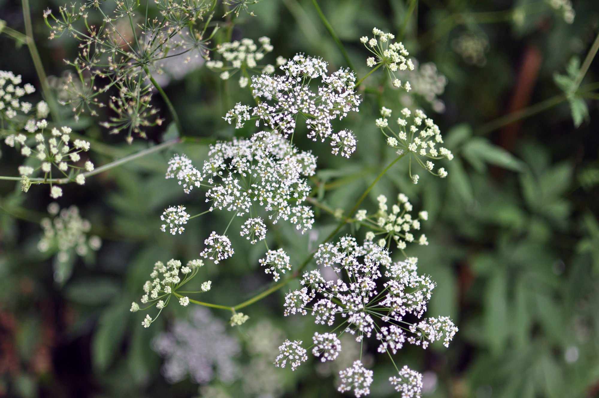 some white flowers with many small leaves