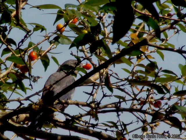 the bird is sitting in the fruit tree