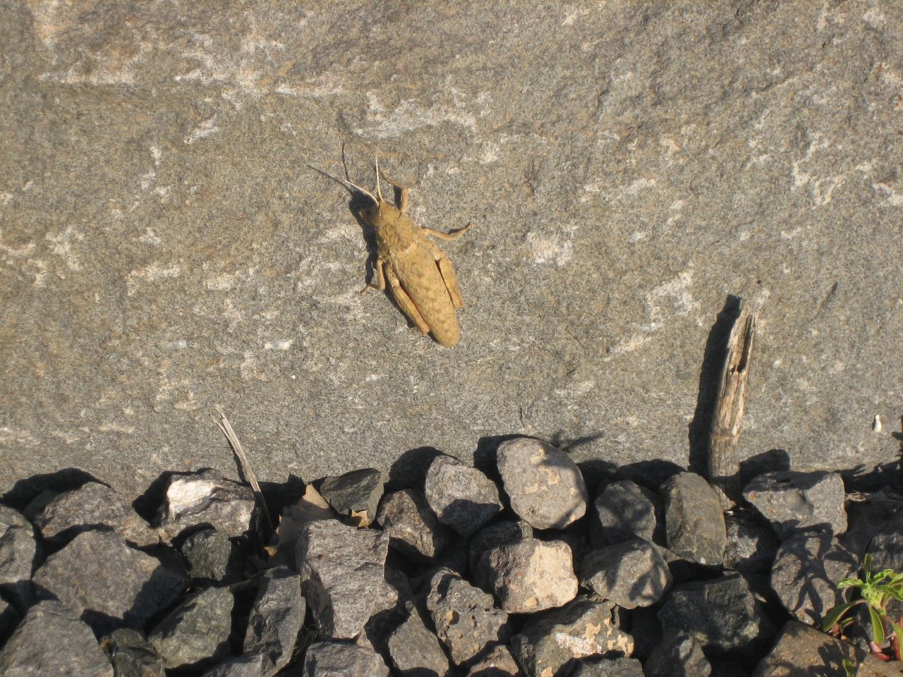 a large bug that is sitting on some rocks