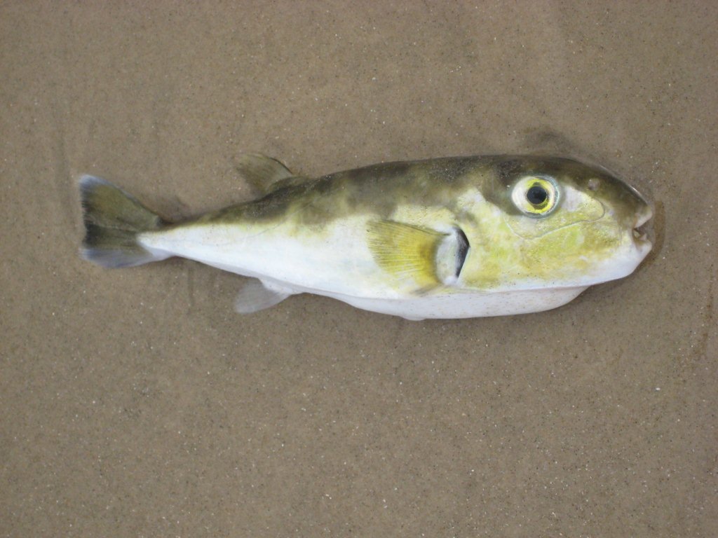 a fish with a large mouth sits on the sand