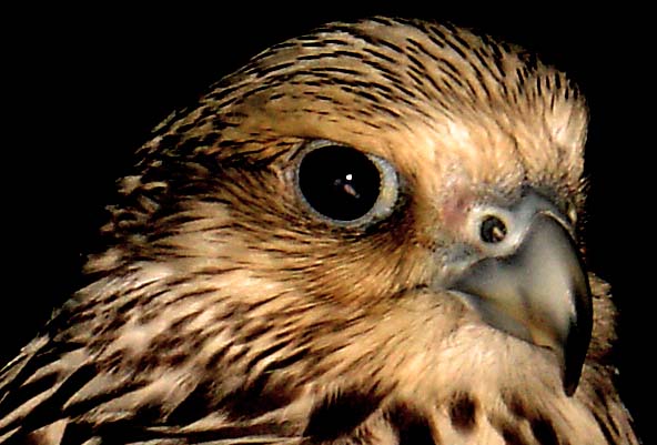 a close - up view of the head of a hawk with a blurry background