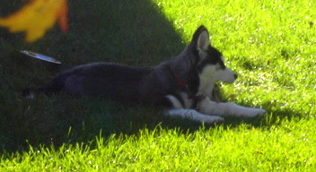 a husky is laying on the green grass near a gold fish