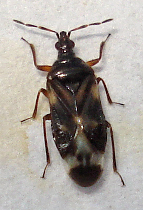 a brown bug with black dots sitting on a surface
