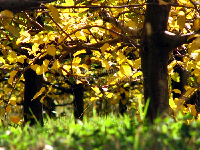 trees with yellow leaves standing next to each other