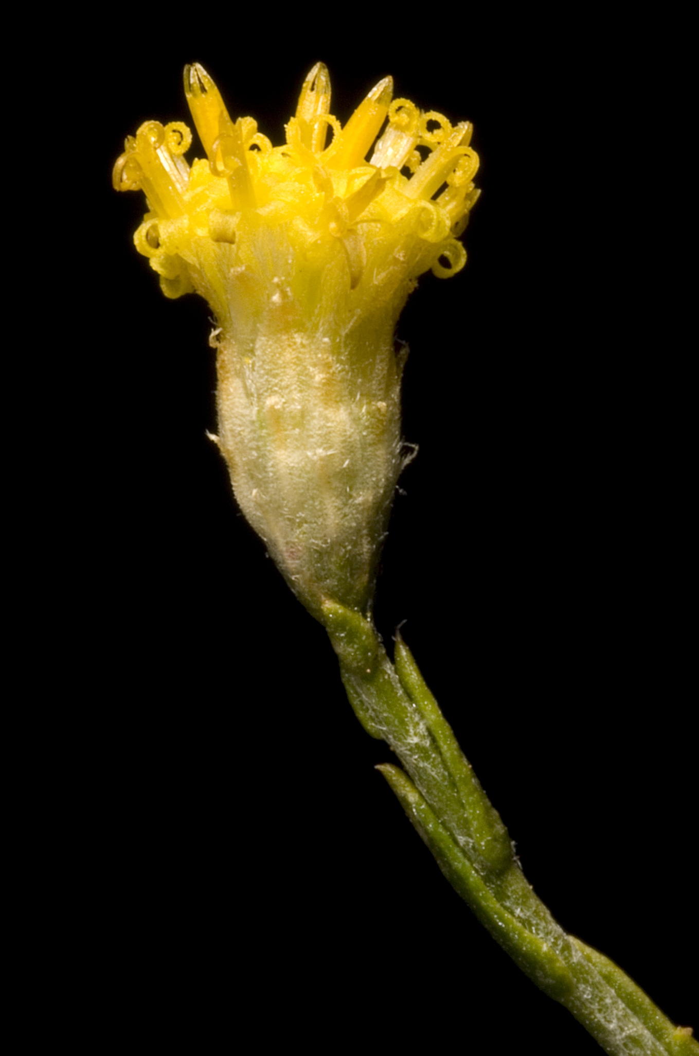 the flower of the plant is yellow in color