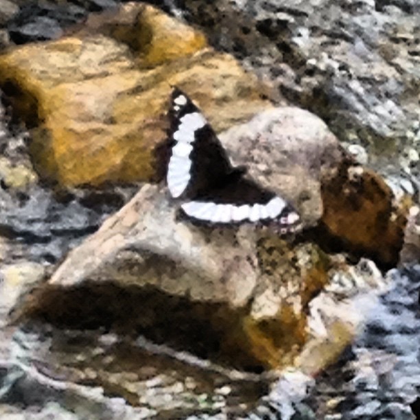 a white and black erfly sitting on a rock near the water